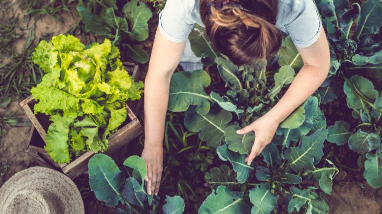 Woman harvesting garden vegetables