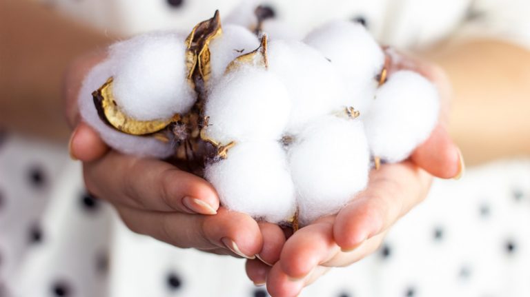 Person holding cotton balls