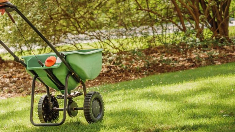 Fertilizing the lawn