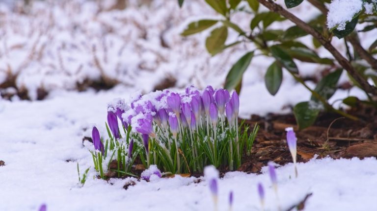 Winter blooming crocus