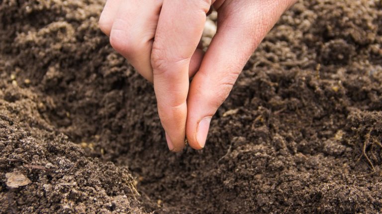 Person planting seed in soil