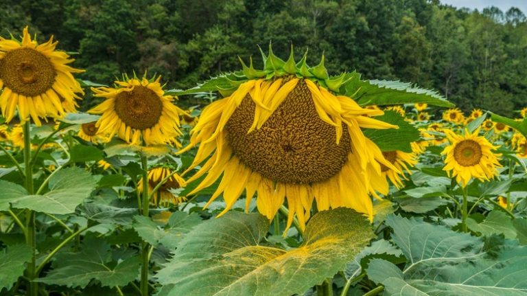 Drooping sunflowers in field