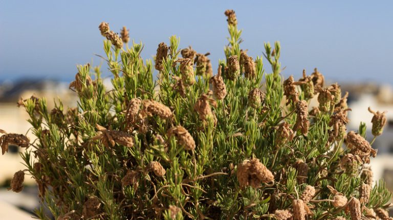 dying lavender plant