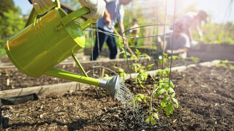 gardener waters tomato seedling