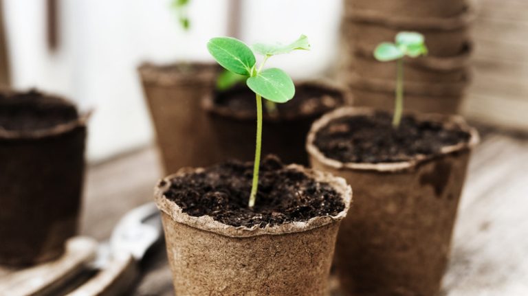 started seeds in brown containers