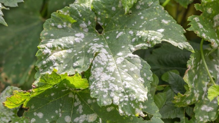 fungal infection on leaf