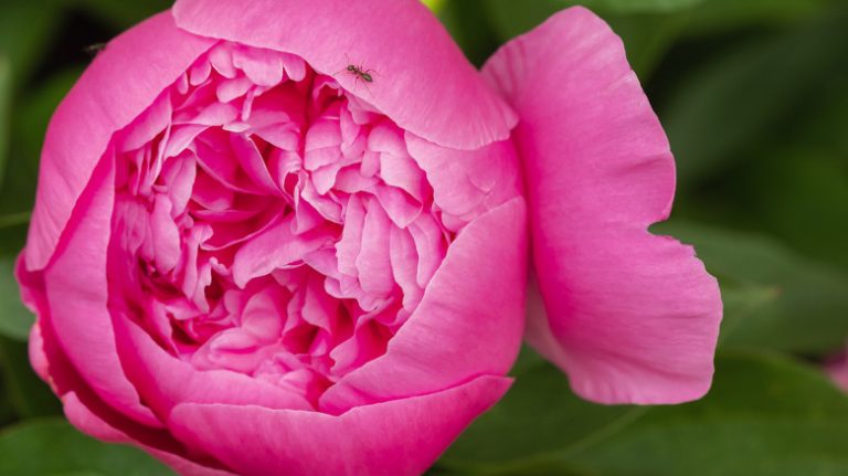 Ant on peony