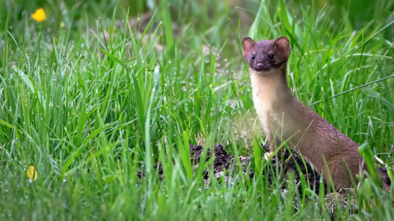 weasel on lawn