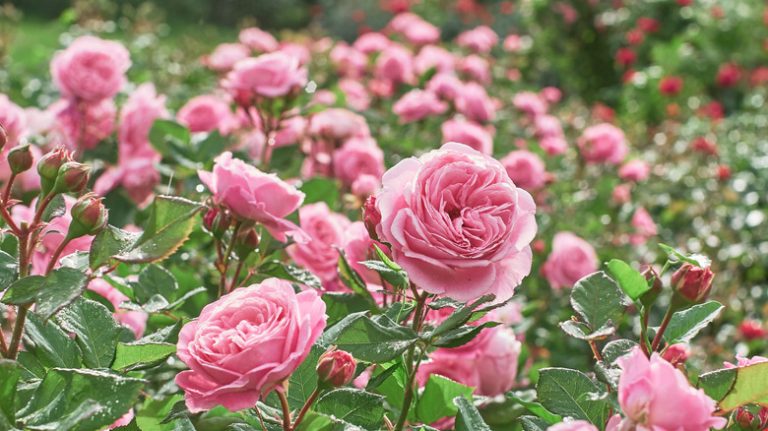 Pink roses in bloom