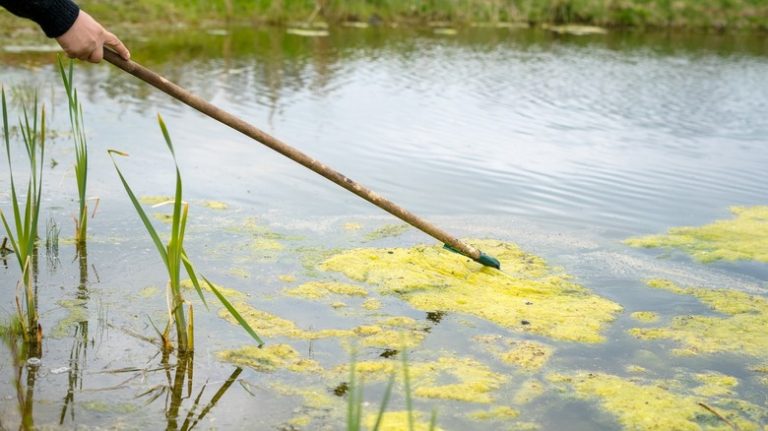 person removing algae from pond