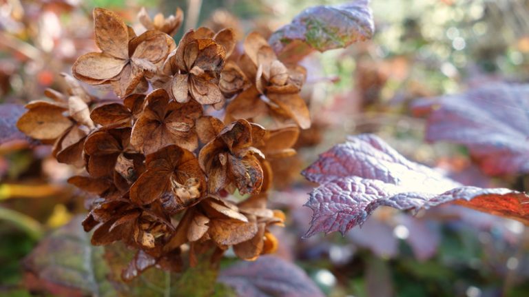 dying hydrangea