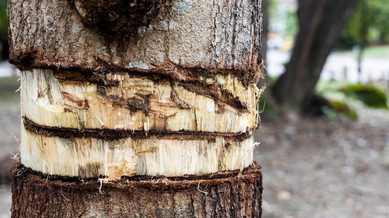 Girdled tree bark