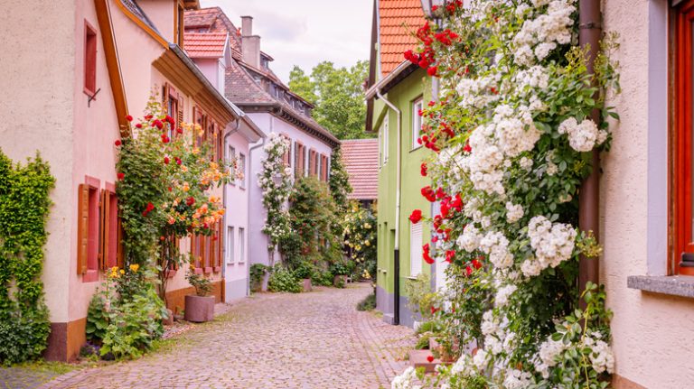 climbing roses on houses