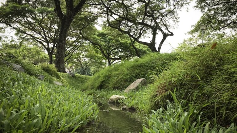 grass swale in garden