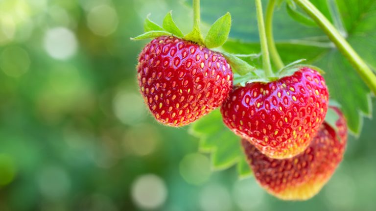 Ripe strawberries on vine