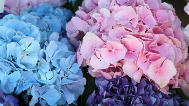 Hydrangeas in bloom