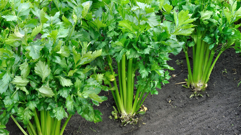 bunches of celery stalks