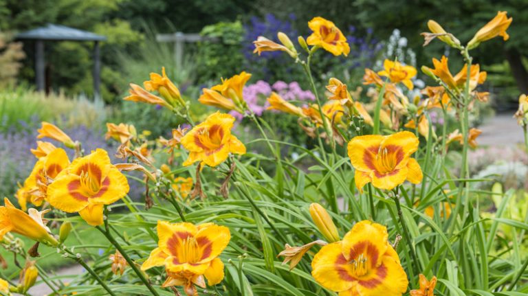 daylilies in garden