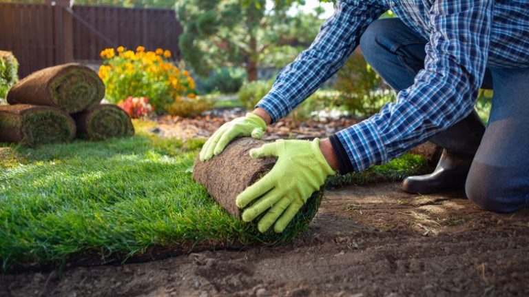 Landscaper installing turf in yard