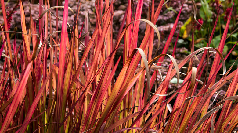 Japanese red grass