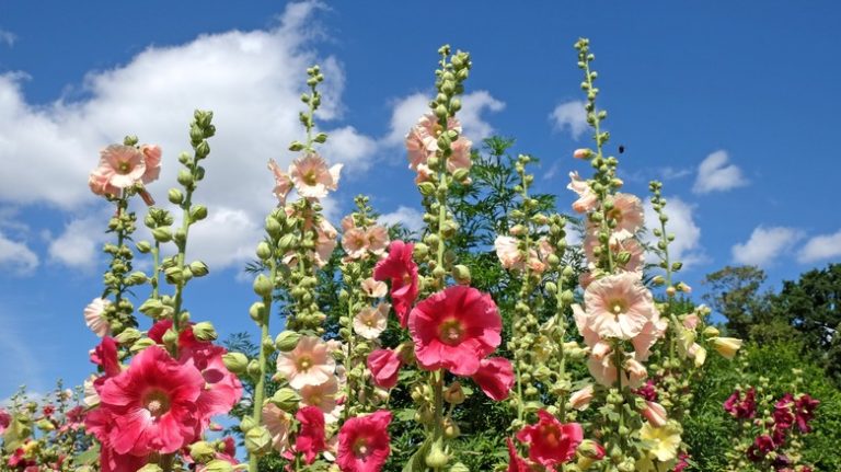 hollyhock flowers rising up blue sky