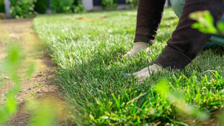 Installing sod in backyard