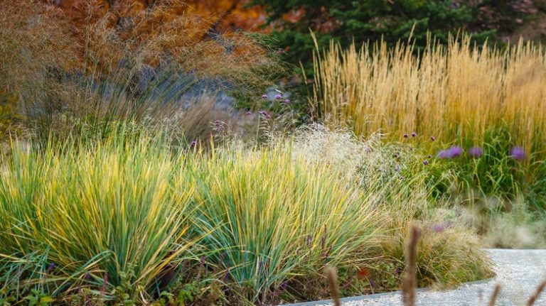 un-trimmed autumn yard