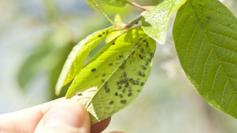 aphids on plants