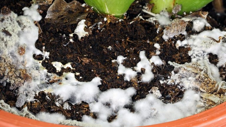 pot of soil with white mold