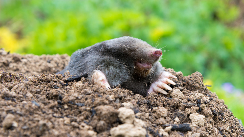 mole in yard