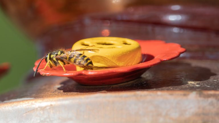 Wasp drinking from hummingbird feeder