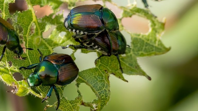 Two Japanese beetles on flower