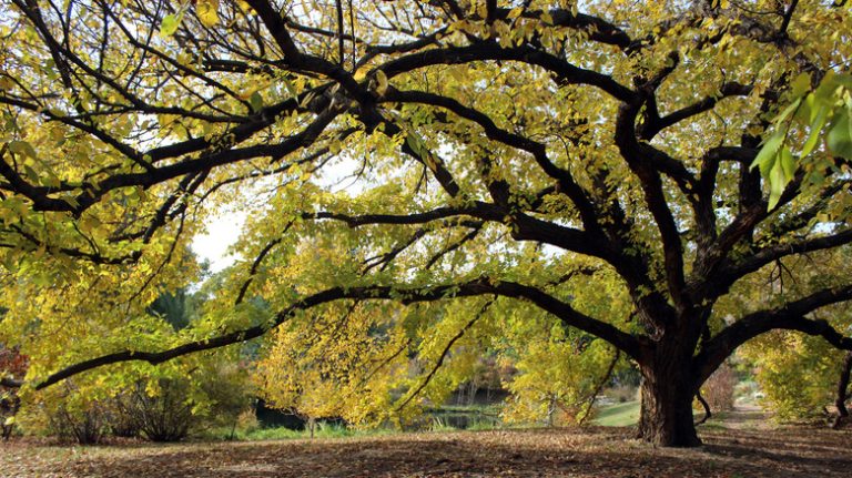 gigantic elm tree