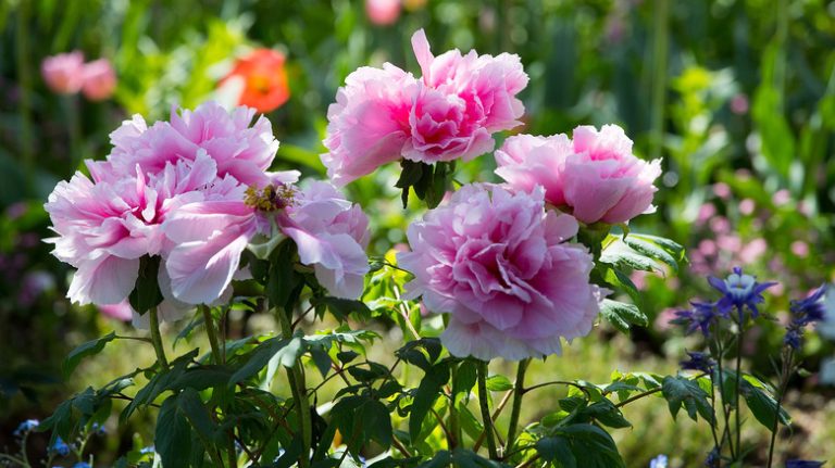 pink peony blooms