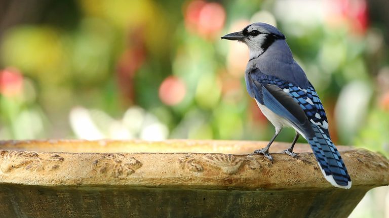 Bluejay bird on birdbath