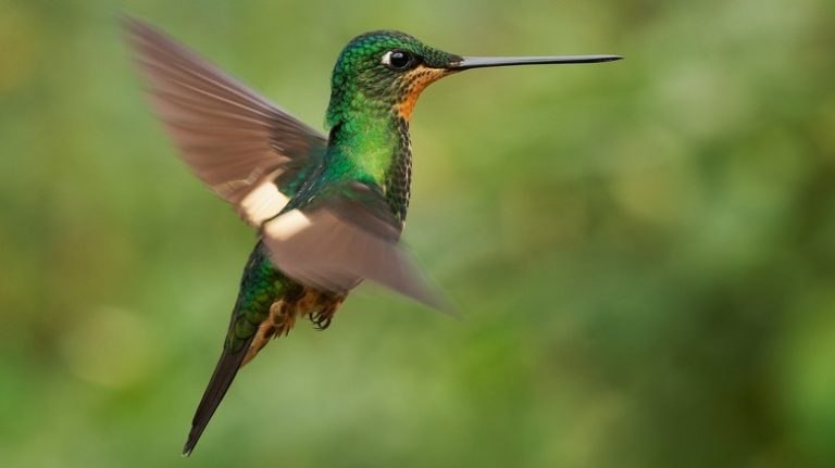 hummingbird flapping wings rapidly