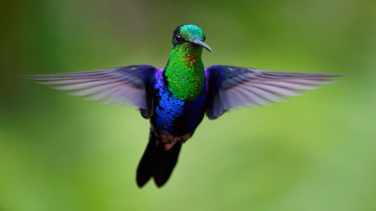 green and purple hummingbird