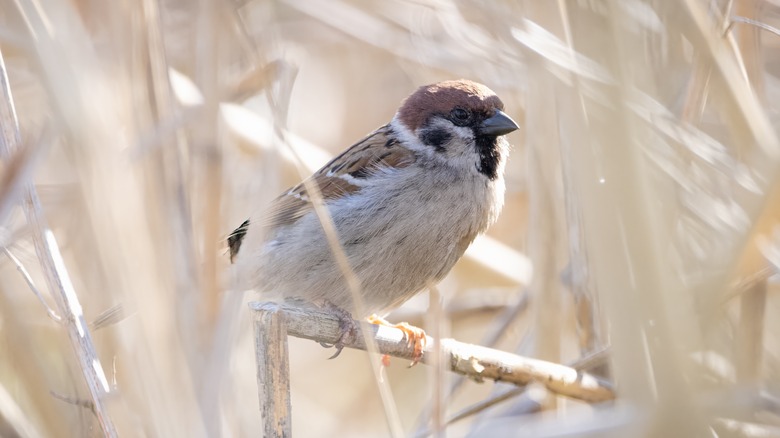 How to Attract Sparrow Birds with Plants - Global Ideas