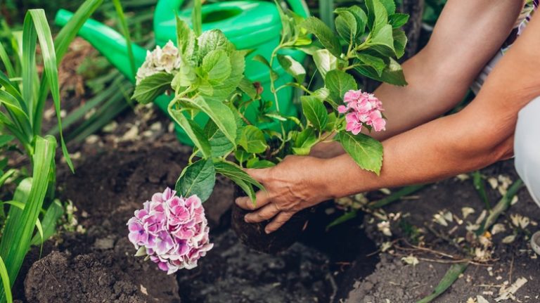 Person transplanting hydrangea plant