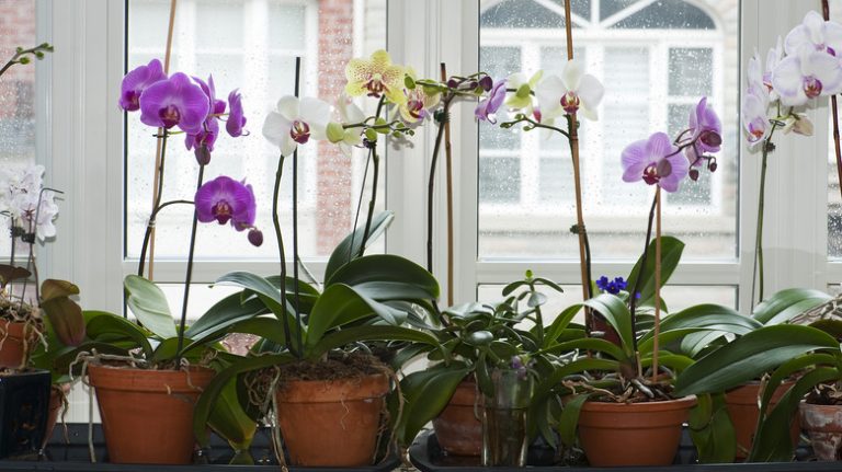 variety of potted orchids windowsill