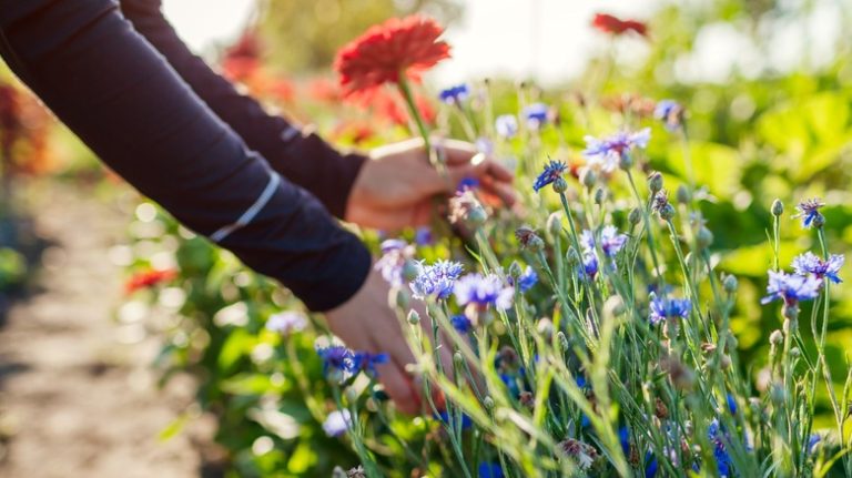 gardener picking bachelor buttons and zinnias