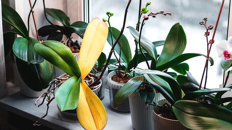 Orchid plant with yellowing leaves