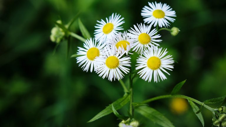 Fleabane growing in grass