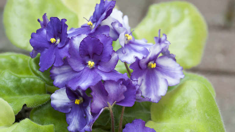 African violet with curled leaves