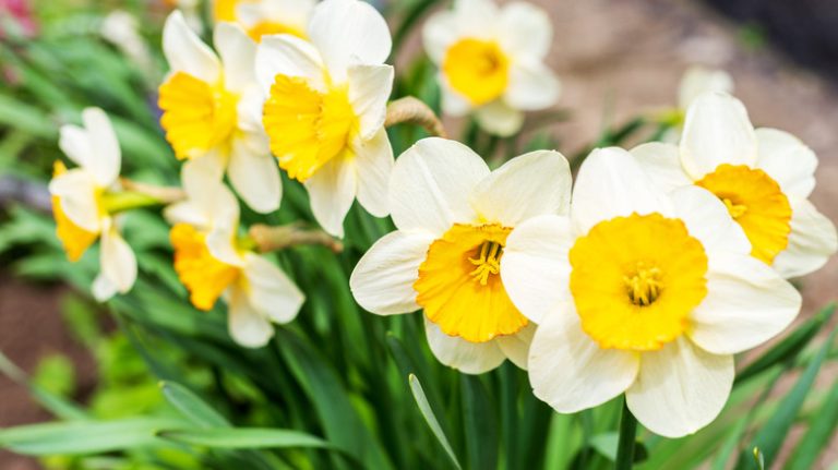 Yellow and white daffodils