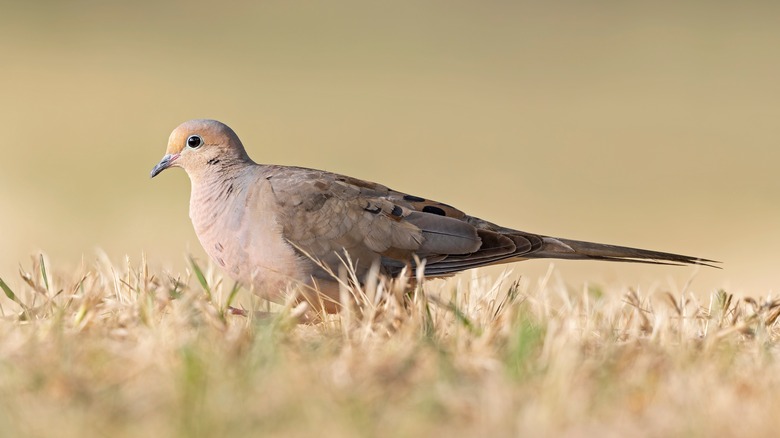 mourning dove in yard