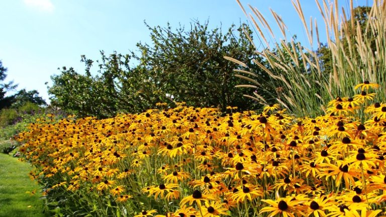 Row of black-eyed Susan flowers