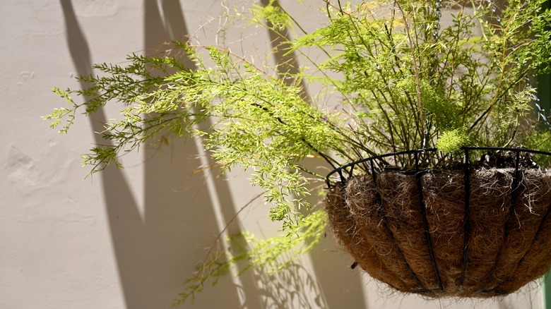 asparagus fern in moss-lined planter