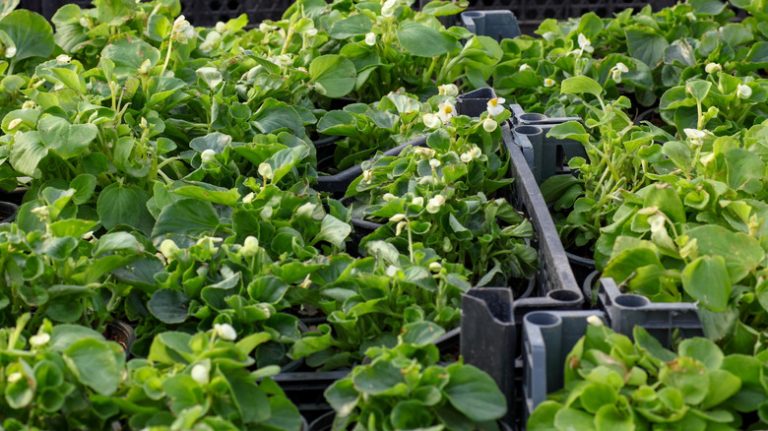 Plants in milk crates