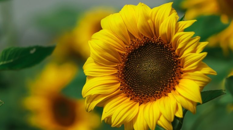 A sunflower